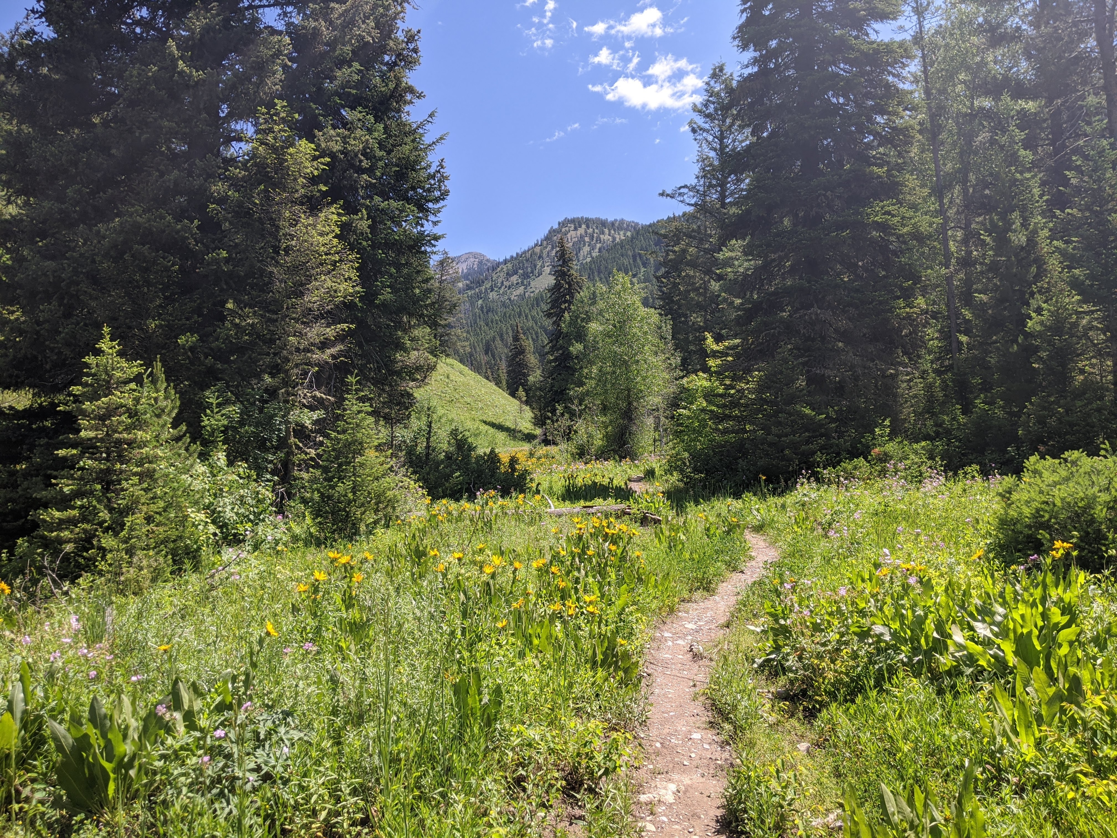 Beginning of elk creek trail